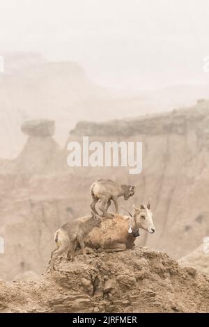 Bighorn sheep ewe with lamb climbing on her back in the badlands of south dakota Stock Photo