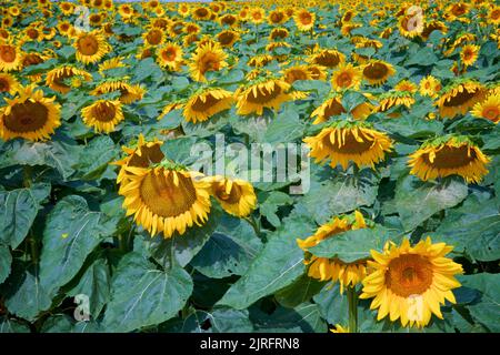 Field of blooming sunflowers on the sunflower farm Stock Photo