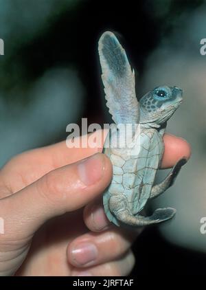 Green Sea Turtle (Chelonia mydas), baby, hatched, Malaysia, Asia Stock Photo