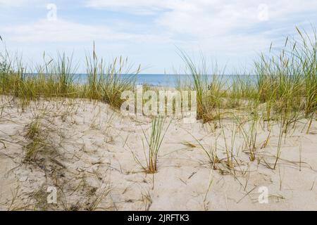 Sandy beach with dry and yellow grass, reeds, stalks, and blue Baltic sea Stock Photo