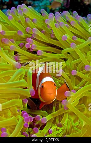 False percula clownfish (Amphiprion ocellaris), lives in symbiosis with sea anemones, Similan Islands, Marine National Park, Thailand, Andaman Sea Stock Photo