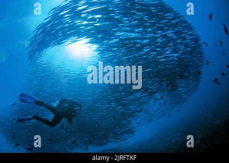 Scuba diver under a huge schooling Chevron barracudas or Blackfin Barracudas (Sphyraena genie), Solomon Islands, Pacific Ocean Stock Photo