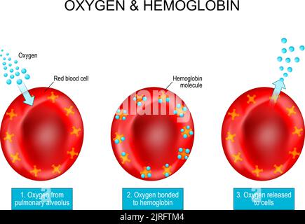 Oxygen and Hemoglobin. Red blood cells with hemoglobin molecule. vector Poster about Oxygen transport. Oxygen from pulmonary alveolus bonded Stock Vector