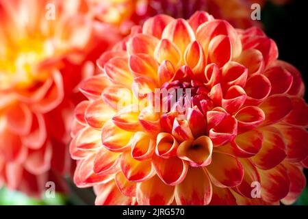Dahlia flower. Beautiful orange Dahlia flower close up. Flower background Dahlia fermain. Macro Stock Photo