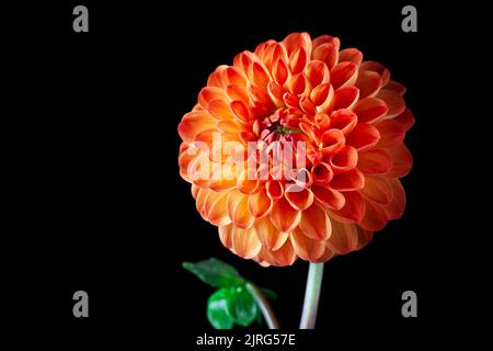 Dahlia flower isolated. Beautiful orange Dahlia flower close up. Flower background Dahlia fermain. Macro Stock Photo