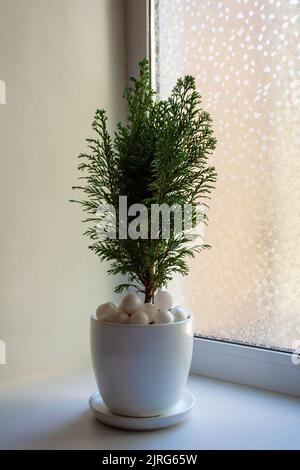 Small fir tree in ceramic pot decorated with white christmas baubles near window Stock Photo