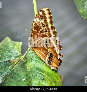 Banana butterfly, caligo memnon, sitting on a green leaf Stock Photo