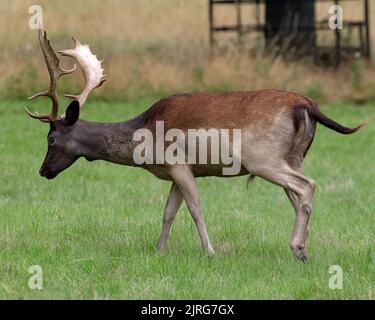 European Fallow Deer (Dama dama) bucks Stock Photo