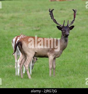 European Fallow Deer (Dama dama) bucks Stock Photo