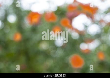 abstract circular yellow bokeh background, yelllow nature autumn, copy space Stock Photo