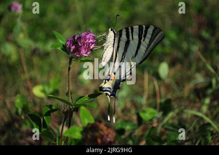 Scarce swallowtail (Iphiclides podalirius) feeding on a Trifolium pratense, Summer, Artvin - Turkey Stock Photo