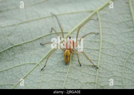 Yellow sac spider (Cheiracanthium punctorium) on a grape leaf, Summer, Artvin - Turkey Stock Photo