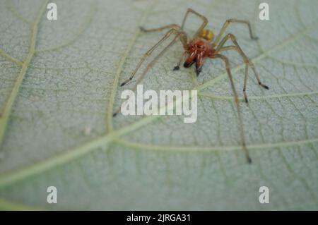 Yellow sac spider (Cheiracanthium punctorium) on a grape leaf, Summer, Artvin - Turkey Stock Photo