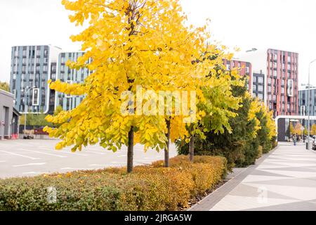 Autumn branch with yellow leaves  Stock Photo