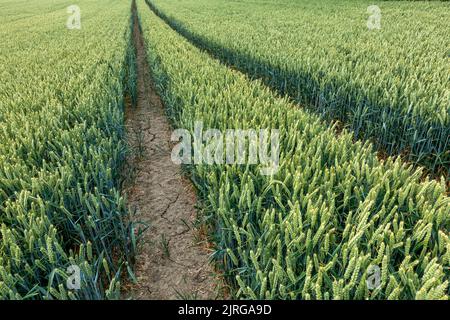 Tracks going through wheat field in the Hampshire countryside England, UK Stock Photo