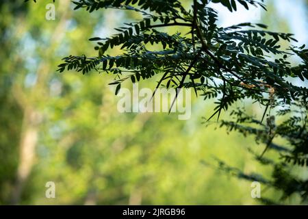 A closeup of common acacia tree branches against a blurred green background Stock Photo