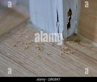 A close-up of termites in a house and the damage they caused. Stock Photo
