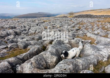 Dog exploring Limestone Pavement from the Dales Way path on beautiful day, Yorkshire Dales National Park, North Yorkshire, England, UK Stock Photo