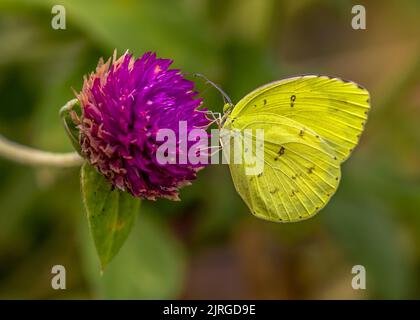 A yellow butterfly on a crimson flower. Stock Photo