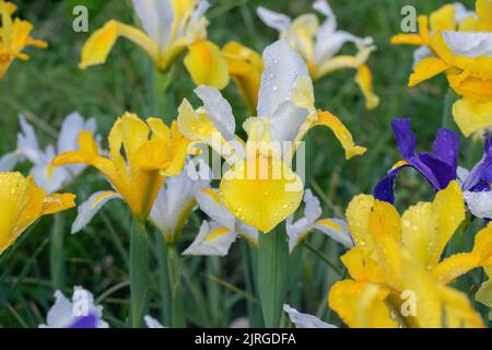 Group of Dutch iris (Irisxhollandica) in a cutting garden. Stock Photo