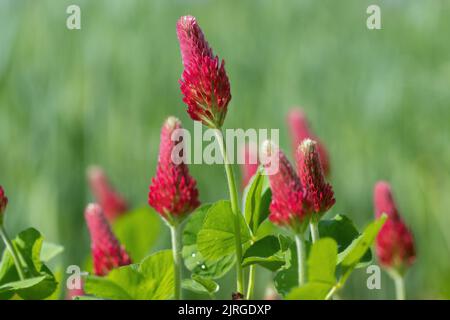 Booming crimson clover (Trifolium incarnatum). Stock Photo