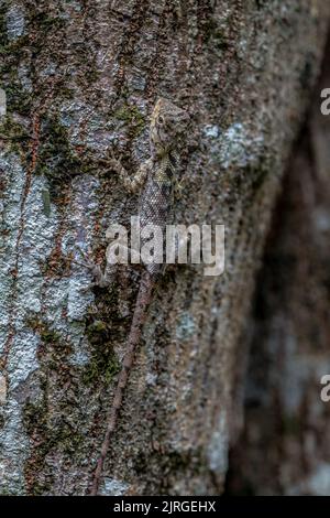 A very well camouflaged lizard on a tree. Stock Photo