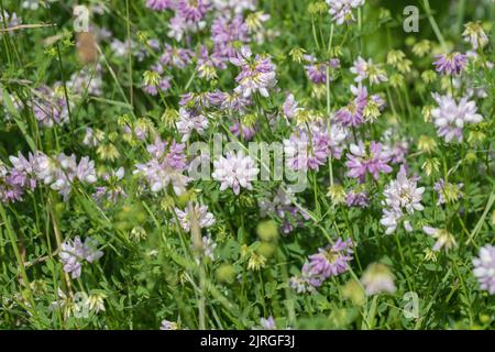 Blossoms of crown vetch (Securigera varia). Stock Photo