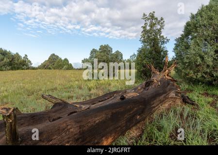 The large trunk of a fallen Ponderosa pine tree, pinus ponderosa, in Northern New Mexico, Rio Arriba County, New Mexico, United States. Stock Photo