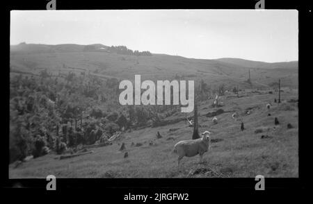 Horowhenua Geological and Tararua Range, 30 March 1939, by Leslie Adkin ...