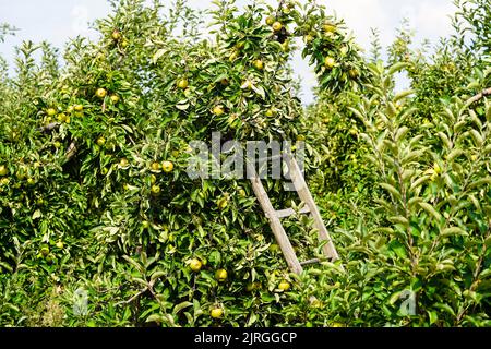 Apple tree in the old country next to Hamburg Stock Photo