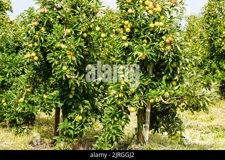 Apple tree in the old country next to Hamburg Stock Photo