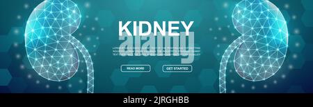 Kidneys polygonal symbol for promotion banner. Horizontal low poly poster illustration. Urinary, Internal organ design template illustration concept. Stock Vector