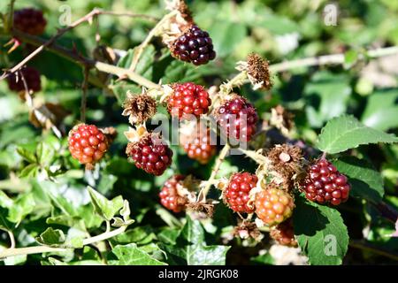 Blackberries (Rubus fruticosus) in the Summer Hook Norton Oxfordshire England uk Stock Photo