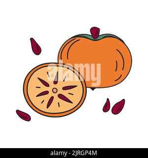 Vector illustration of persimmons whole and cut with pits in doodle style. Stock Vector