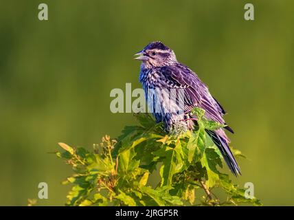 A female red-winged blackbird at the Discovery Nature Sanctuary in Winkler, Manitoba, Canada. Stock Photo