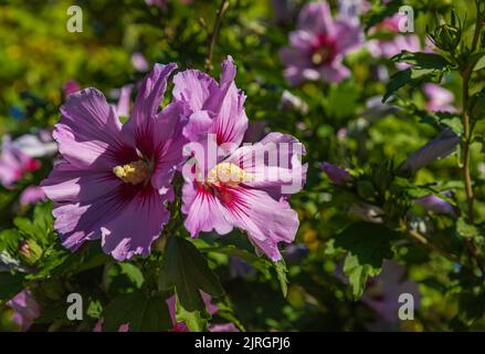 Pink Hibiscus syriacus flowering in the garden.Common names as rose of Sharon,Syrian ketmia, shrub althea and rose mallow.It is the national flower of Stock Photo