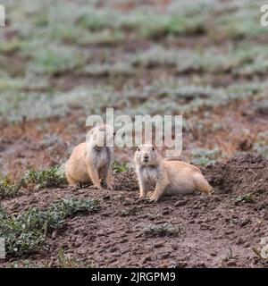 Black tailed prairie dogs at their burrow in Grasslands National Park, Saskatchewan, Canada. Stock Photo