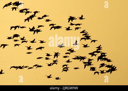 Atlantic Brant Goose. Branta bernicla hrota. Brant geese in flight during autumn migration. Gateway NRA, New York. Stock Photo
