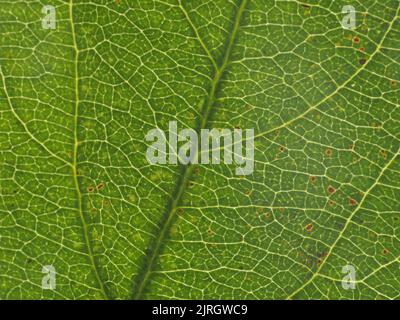 macro image of the texture of a green tree leaf Stock Photo