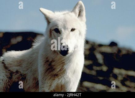 WOLF, NEVER CRY WOLF, 1983 Stock Photo