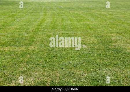 Green Grass cut short lawn Stock Photo