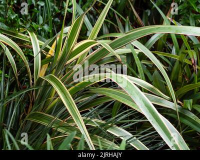 Red edged white striped evergreen foliage of the hardy New Zealand flax, Phormium cookianum 'Tricolor' Stock Photo