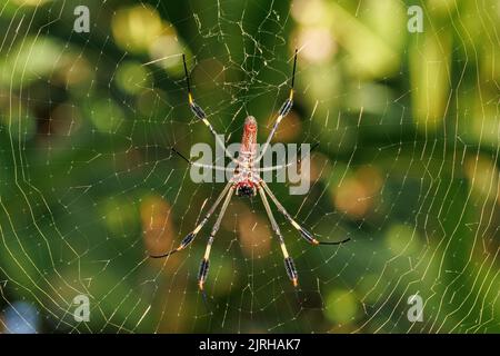 Golden silk spider (Trichonephila clavipes) standing on its net in Tortugero field, Costa Rica Stock Photo