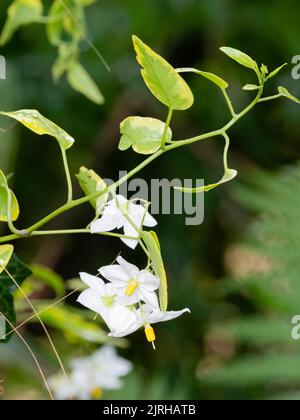 Yellow edged foliage and white flowers of the half-hardy, summer blooming twining climber, Solanum laxum 'Aureovariegatum' Stock Photo