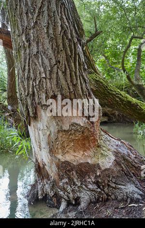 Tree Trunk with beaver teeth marks Stock Photo