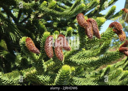A cluster of cones on a pine tree Stock Photo