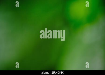 Abstract and blurred green background summer foliage Stock Photo