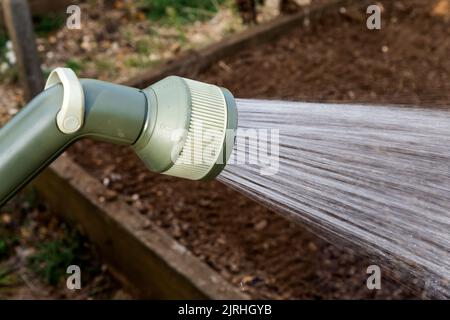 Using a hosepipe to water a vegetable garden. Stock Photo