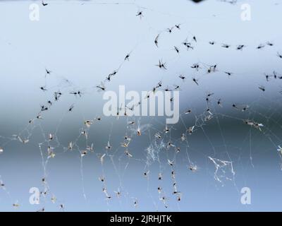 Berlin, Germany. 30th May, 2021. 30.05.2021, Berlin. Various mosquitoes hang dead in the web of a spider. " Credit: Wolfram Steinberg/dpa Credit: Wolfram Steinberg/dpa/Ģ����ý Live News Stock Photo