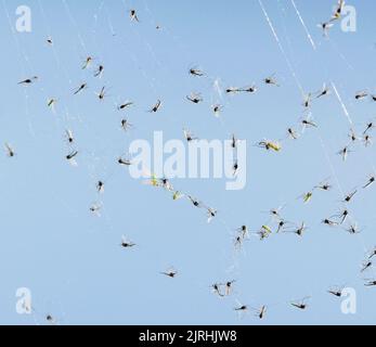 Berlin, Germany. 30th May, 2021. 30.05.2021, Berlin. Various mosquitoes hang dead in the web of a spider. " Credit: Wolfram Steinberg/dpa Credit: Wolfram Steinberg/dpa/Ģ����ý Live News Stock Photo